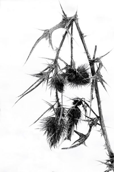 Distel (Foto: Peter Zastrow)