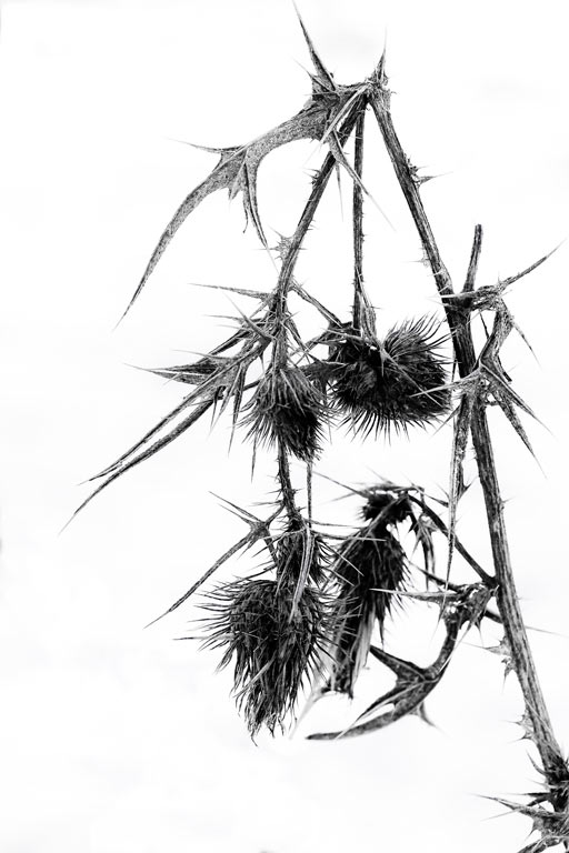 2012-bdj-21_Distel_pz_14 Distel (Foto: Peter Zastrow)