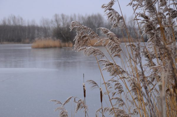 Frost (Foto: Ines Koch)