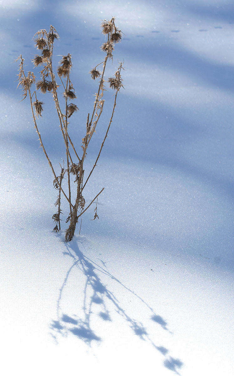 2013-03-08_DSC_0536_khr_17 Distel im Schnee (Foto: Karl-Heinz Richter)