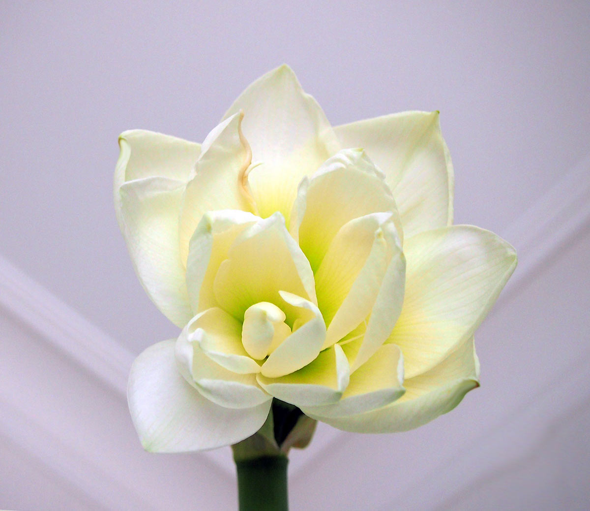 Amarylis (Foto: Ute Zohles)