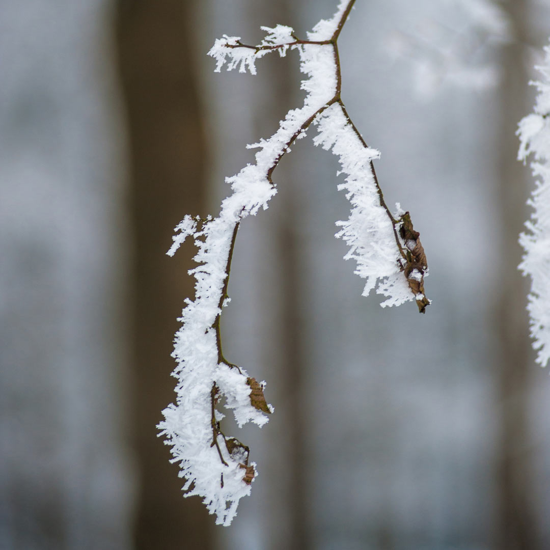 Raureif (Foto: Uli Pfeufer)