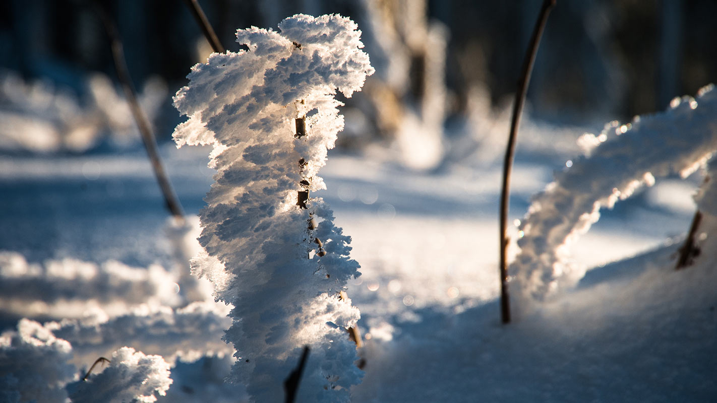 Winterschönheit (Foto: Uli Pfeufer)