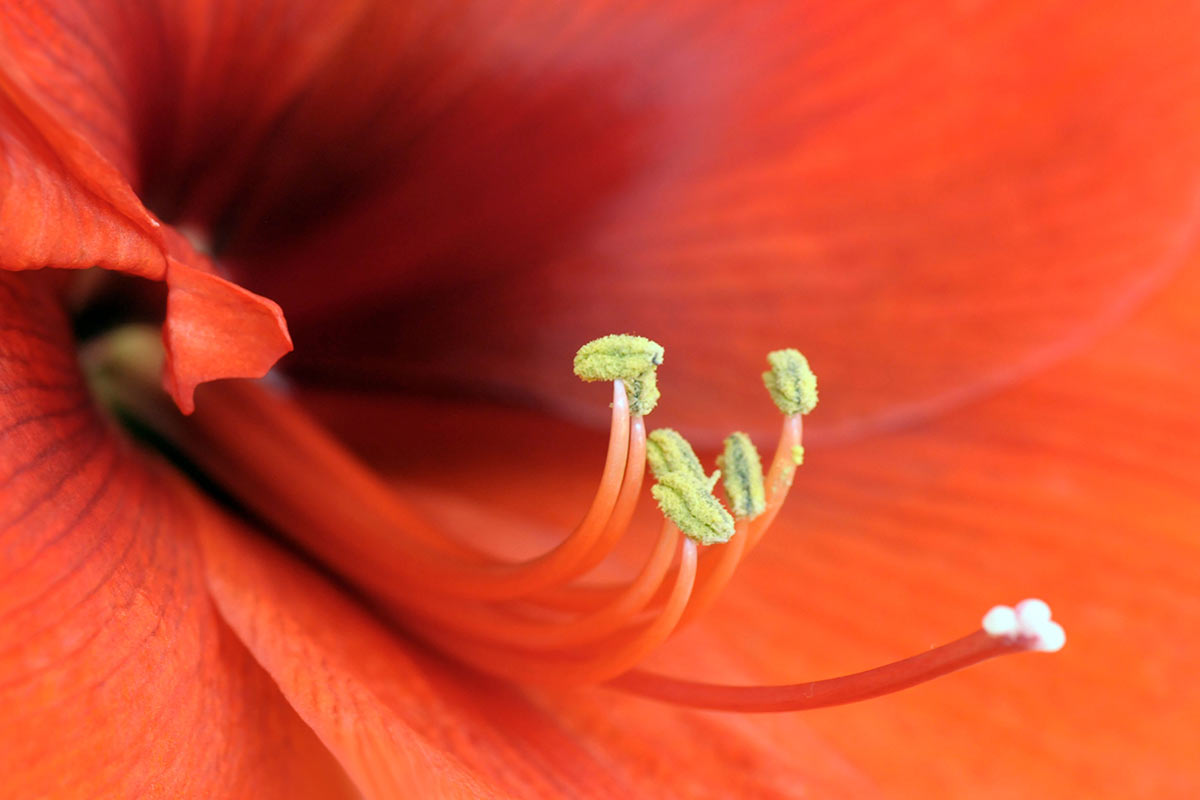 Serie: Rote Amarylis (Foto: Ute Zohles)