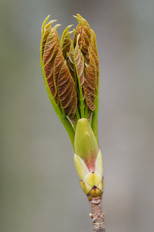 Ahornknospe (Foto: Manuela Hahnebach)