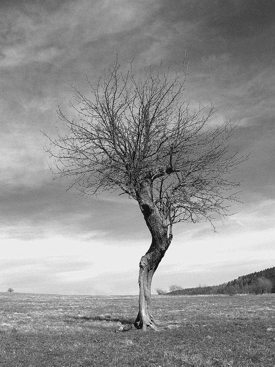 Birnbaum (Foto: Peter Maximilian Schmidt)