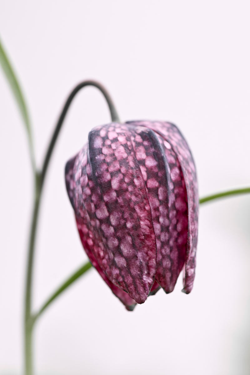 Blüte (Foto: Ute Zohles)