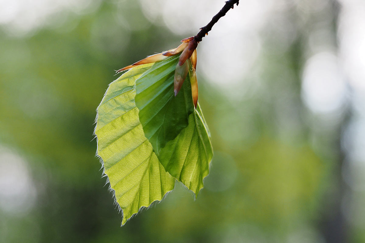Buchenbätter (Foto: Manuela Hahnebach)