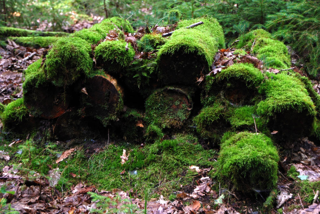 Moos-Holz (Foto: Manfred Hiersemann)