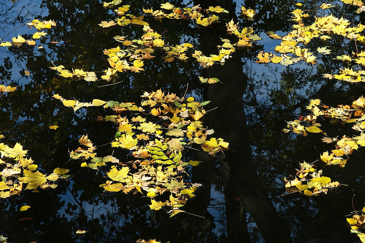 Herbstabtrieb (Foto: Peter Maximilian Schmidt)