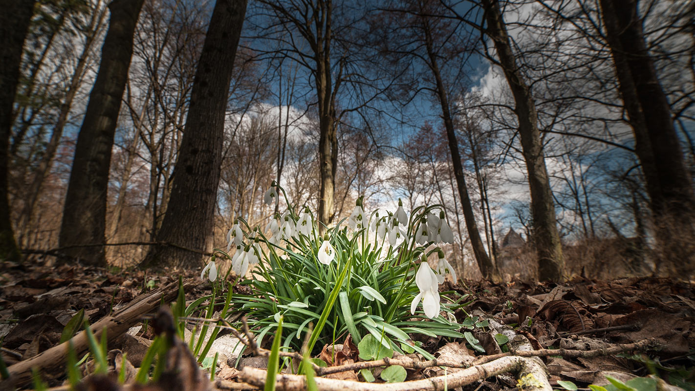 Frühlingsversprechen (Foto: Uli Pfeufer)