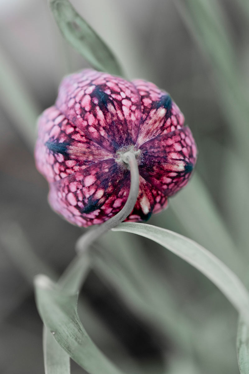 Garten (Foto: Ute Zohles)