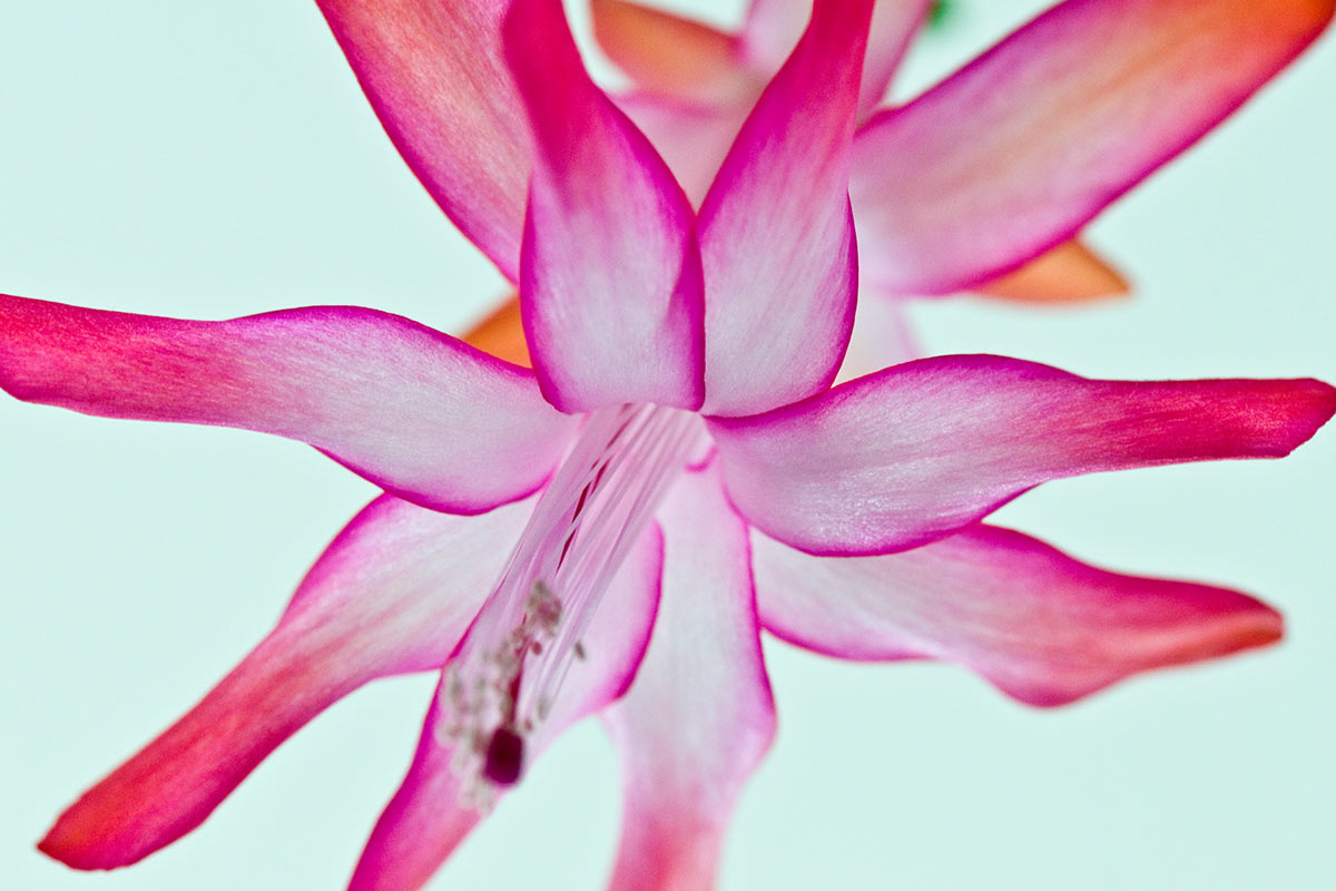 Kaktusblüte (Foto: Ute Zohles)