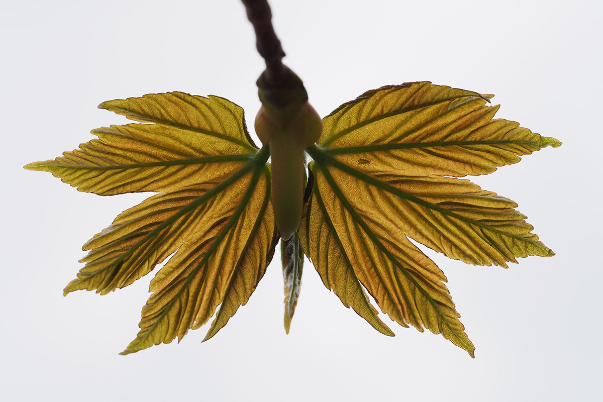 2013-05-40_schmetterling_mh_15 Schmetterling (Foto: Manuela Hahnebach)
