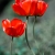 Tulpen (Foto: Ute Zohles)