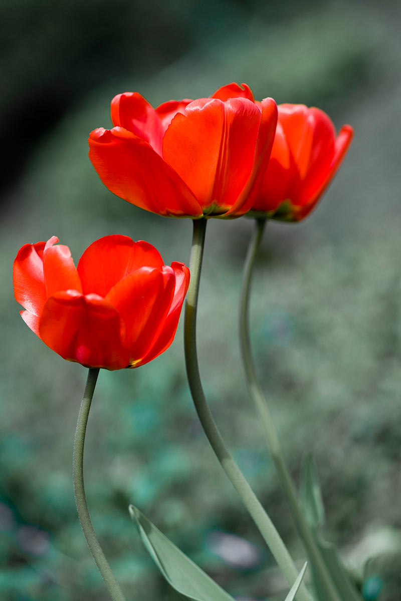 Tulpen (Foto: Ute Zohles)