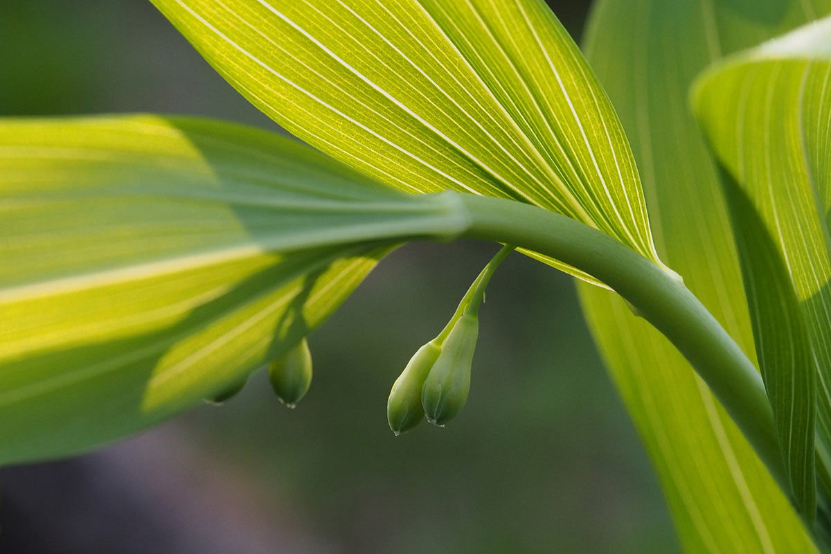 Zartes Grün (Foto: Manuela Hahnebach)