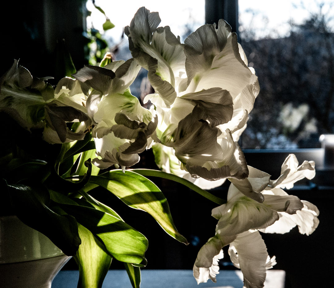 Serie: Tulpe (Foto: Uli Pfeufer)