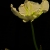 Serie: Tulpe (Foto: Uli Pfeufer)