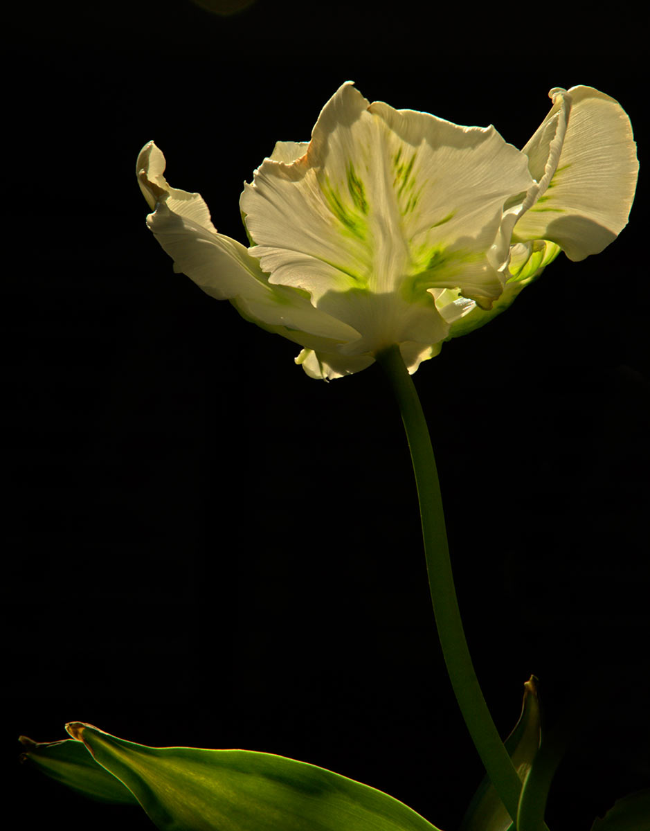 Serie: Tulpe (Foto: Uli Pfeufer)