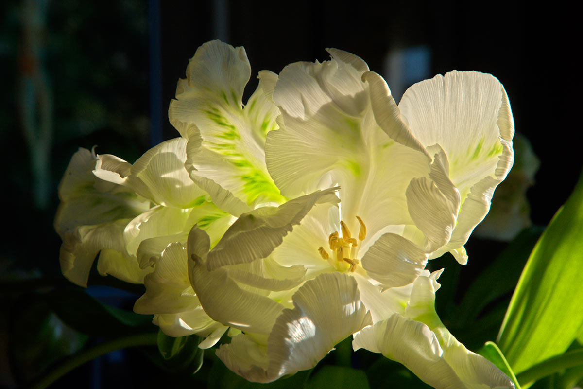 Serie: Tulpe (Foto: Uli Pfeufer)