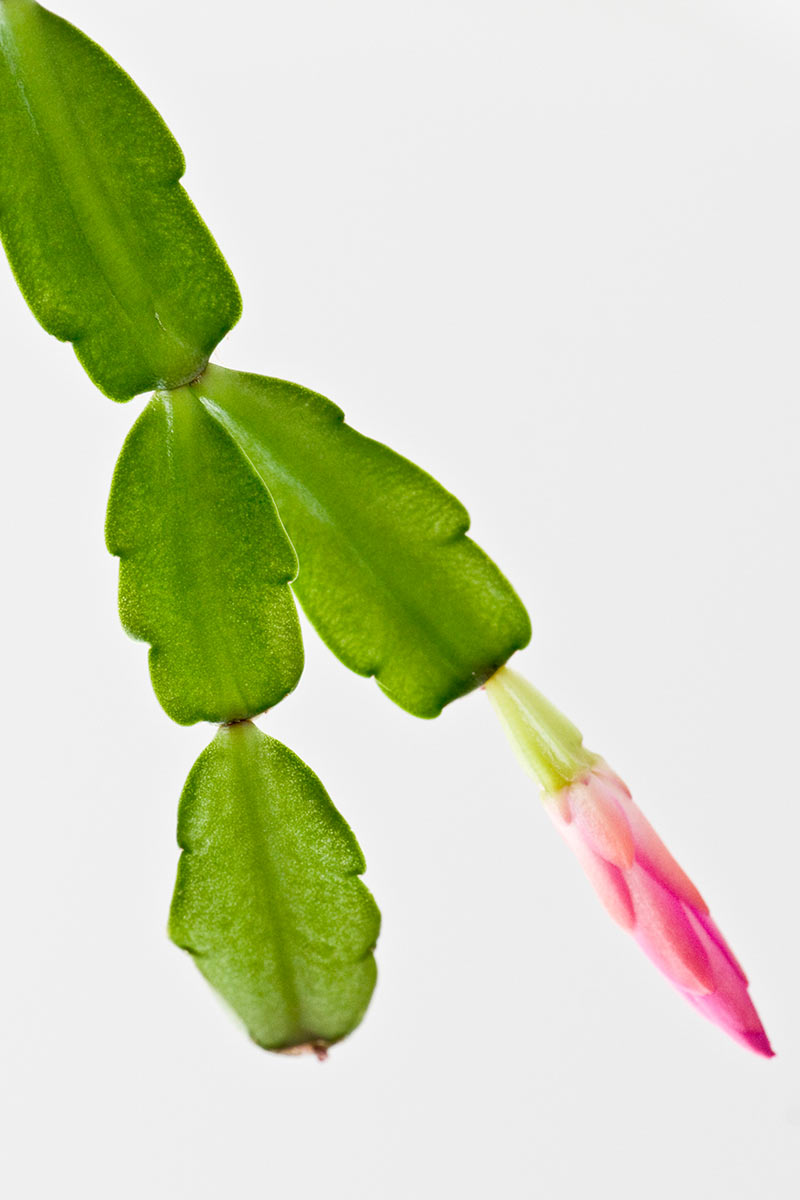 Serie: Weihnachtskaktus (Foto: Ute Zohles)