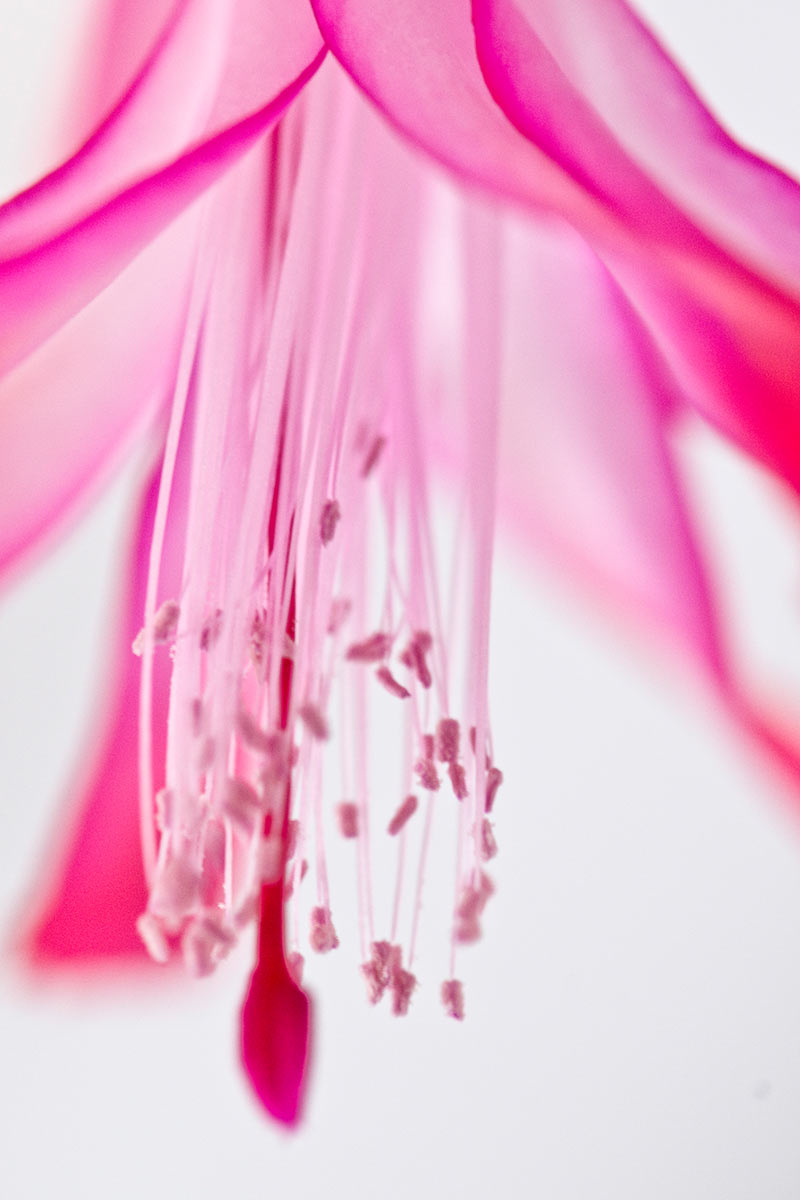 Serie: Weihnachtskaktus (Foto: Ute Zohles)