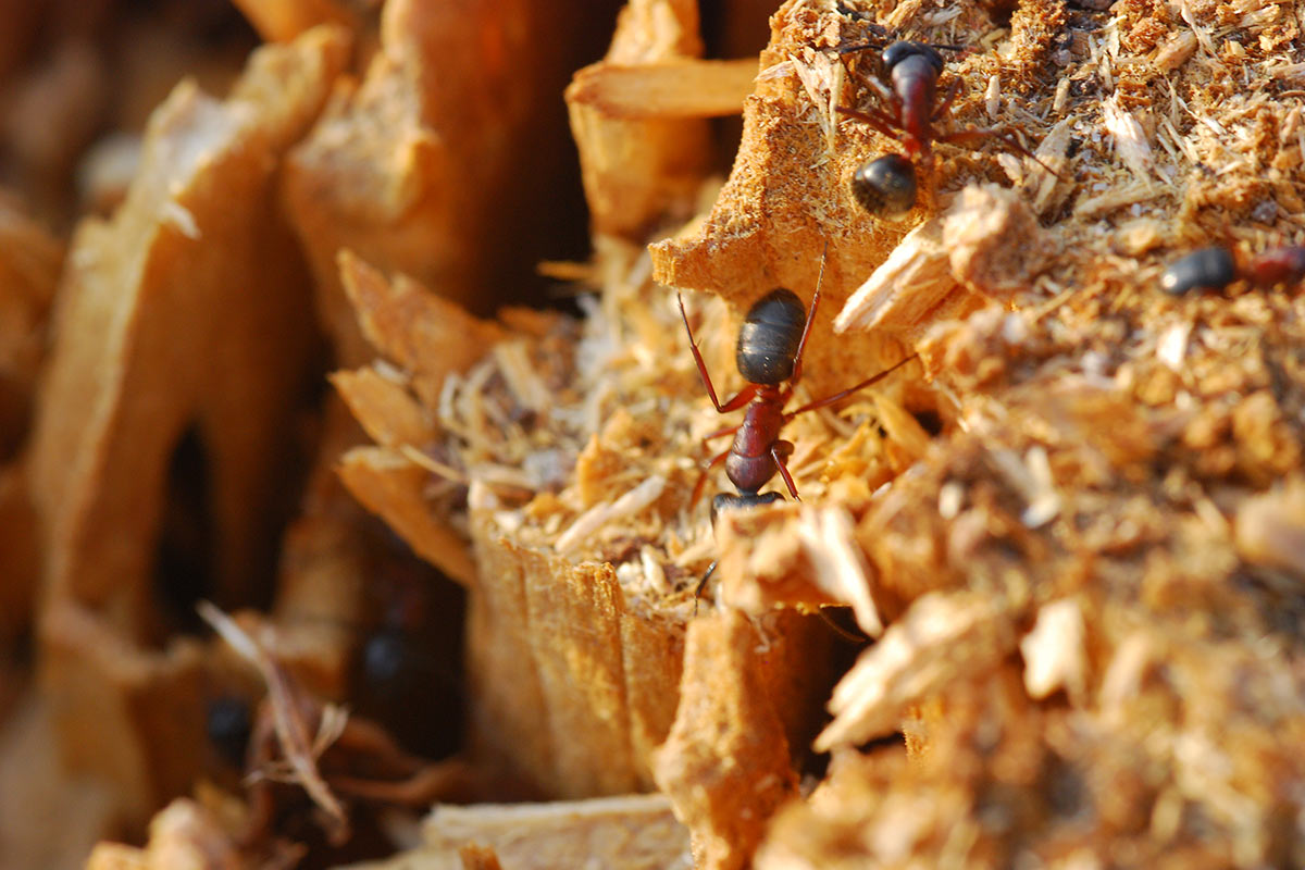 Serie: Ameisen (Foto: Manfred Hiersemann)
