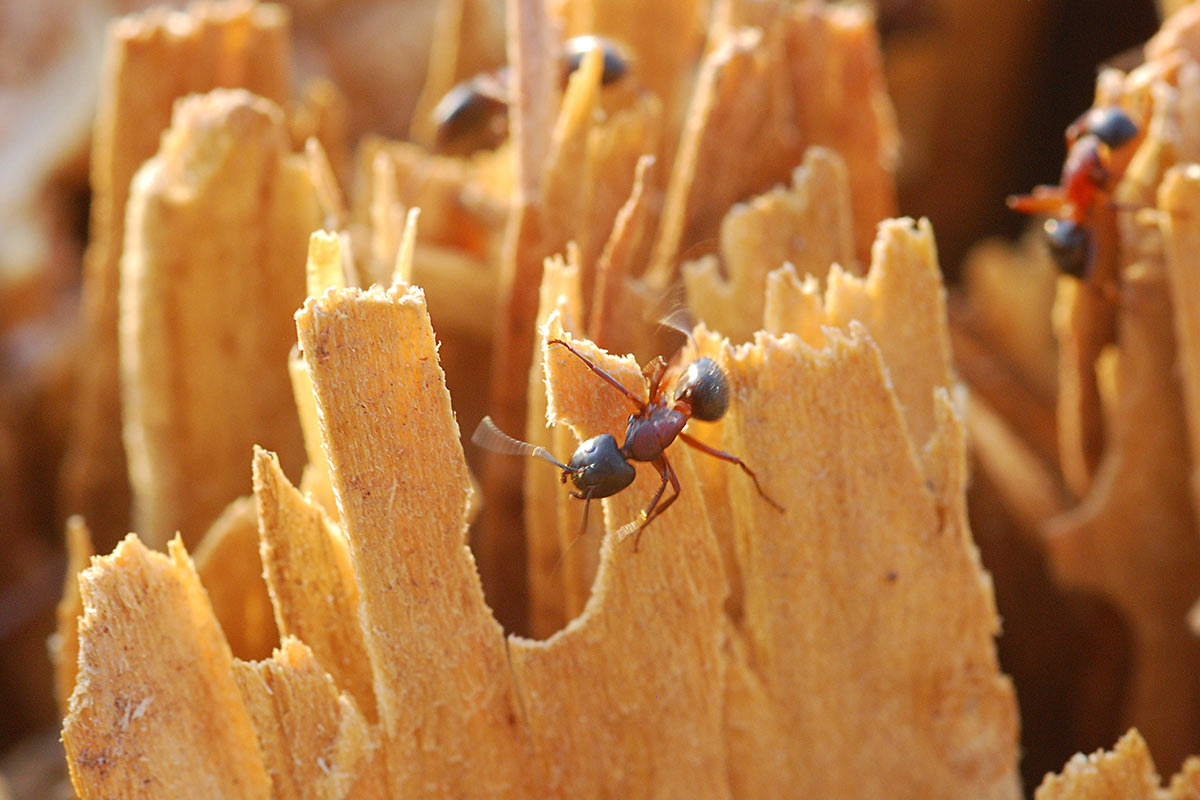 Serie: Ameisen (Foto: Manfred Hiersemann)