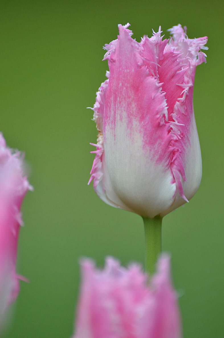 2013-06-36_tulpen_gg_17 Tulpen (Foto: Günter Giese)