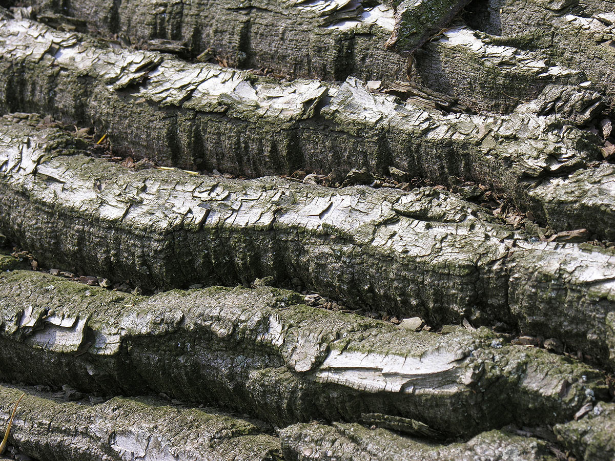 2013-07-13_DSCN0719_khr_11 Borke (Foto: Karl-Heinz Richter)