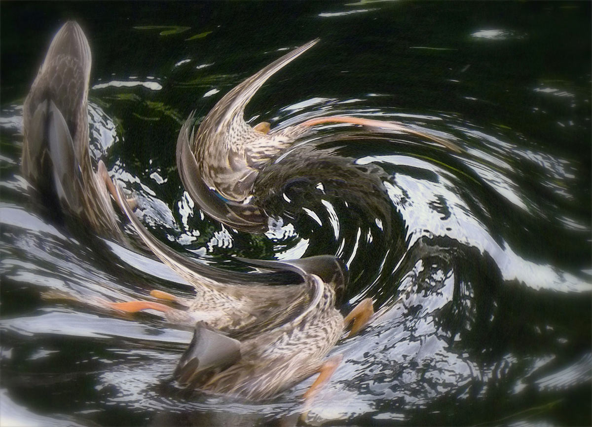 2013-07-16_enten-khr_13 Entenwirbel (Foto: Karl-Heinz Richter)