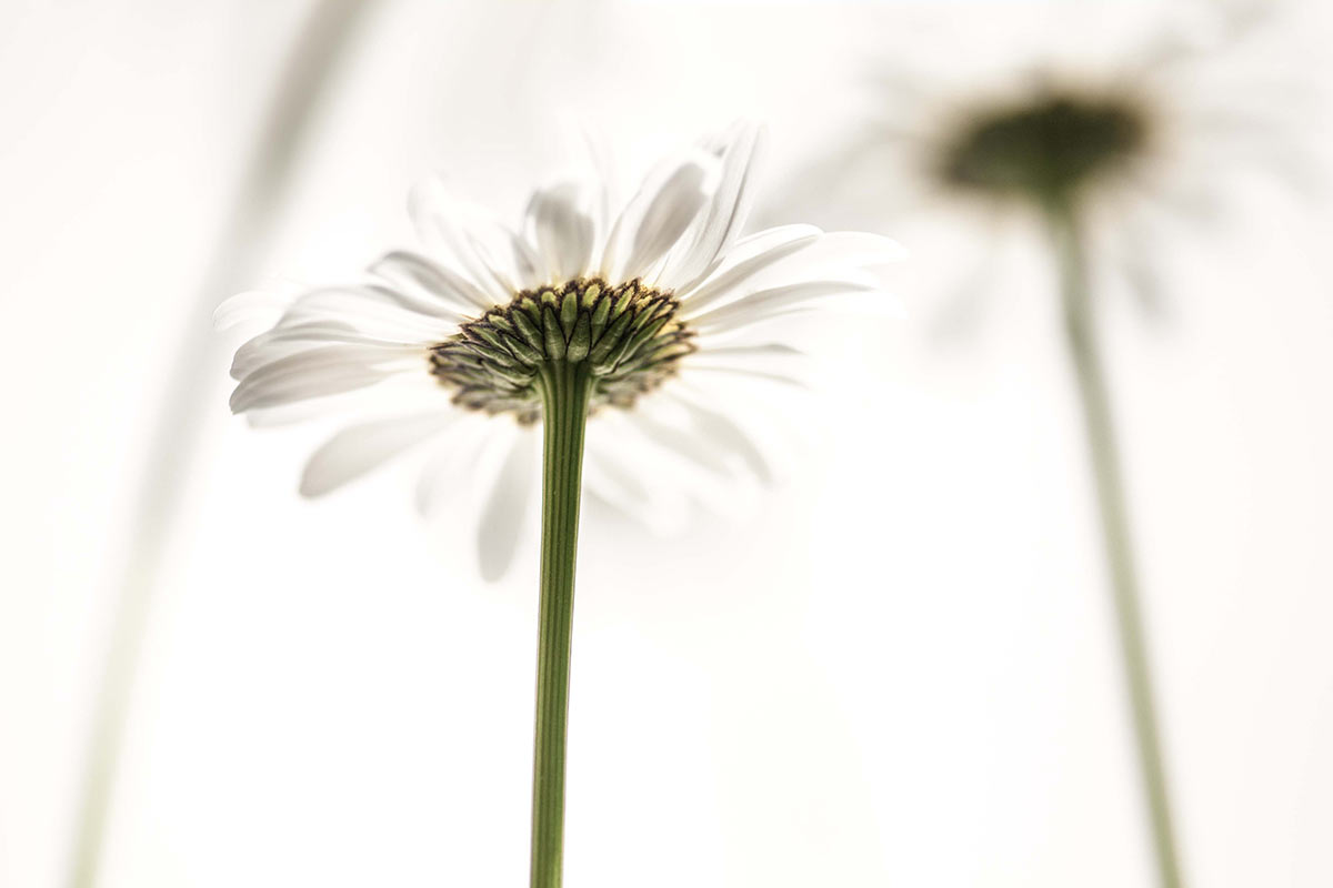 Fotoclub: Fotobearbeitung mit KI