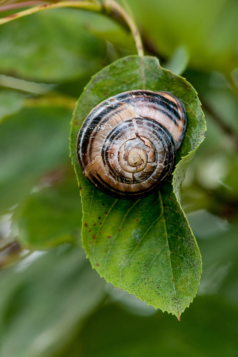 2013-07-30_schnecke_uz_17 Schnecke (Foto: Ute Zohles)