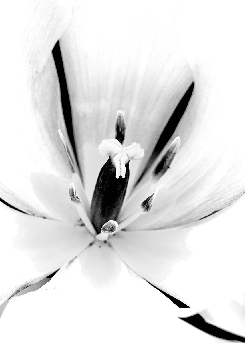 2013-07-35_tulpe-sw_uz_12 Tulpe - grafisch (Foto: Ute Zohles)