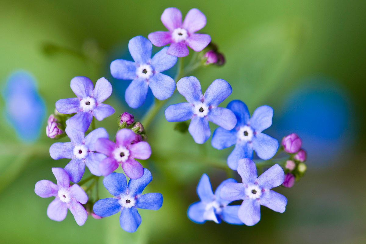 2013-07-36_vergiss-mein_uz_08 Vergiss-mein (Foto: Ute Zohles)