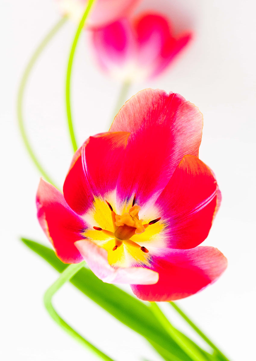 2013-07-zz12_01_tulpen-1_uz_17 Serie: Tulpen (Foto: Ute Zohles)