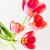 Serie: Tulpen (Foto: Ute Zohles)