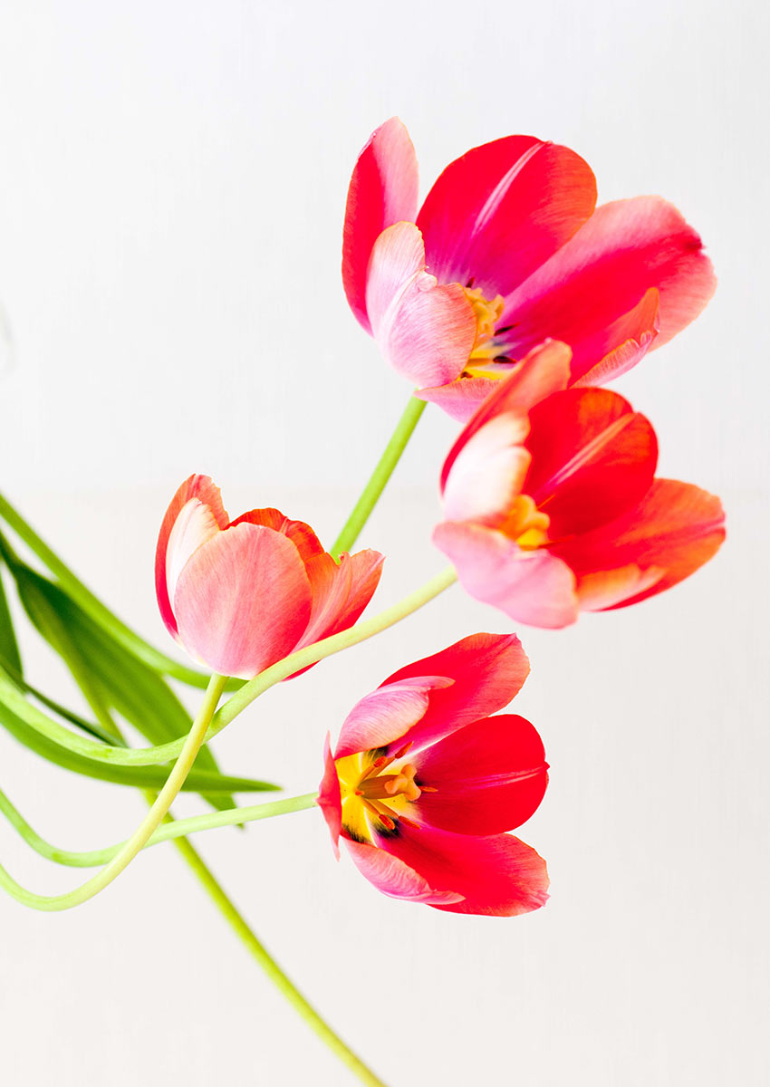 2013-07-zz12_02_tulpen-2_uz_17 Serie: Tulpen (Foto: Ute Zohles)