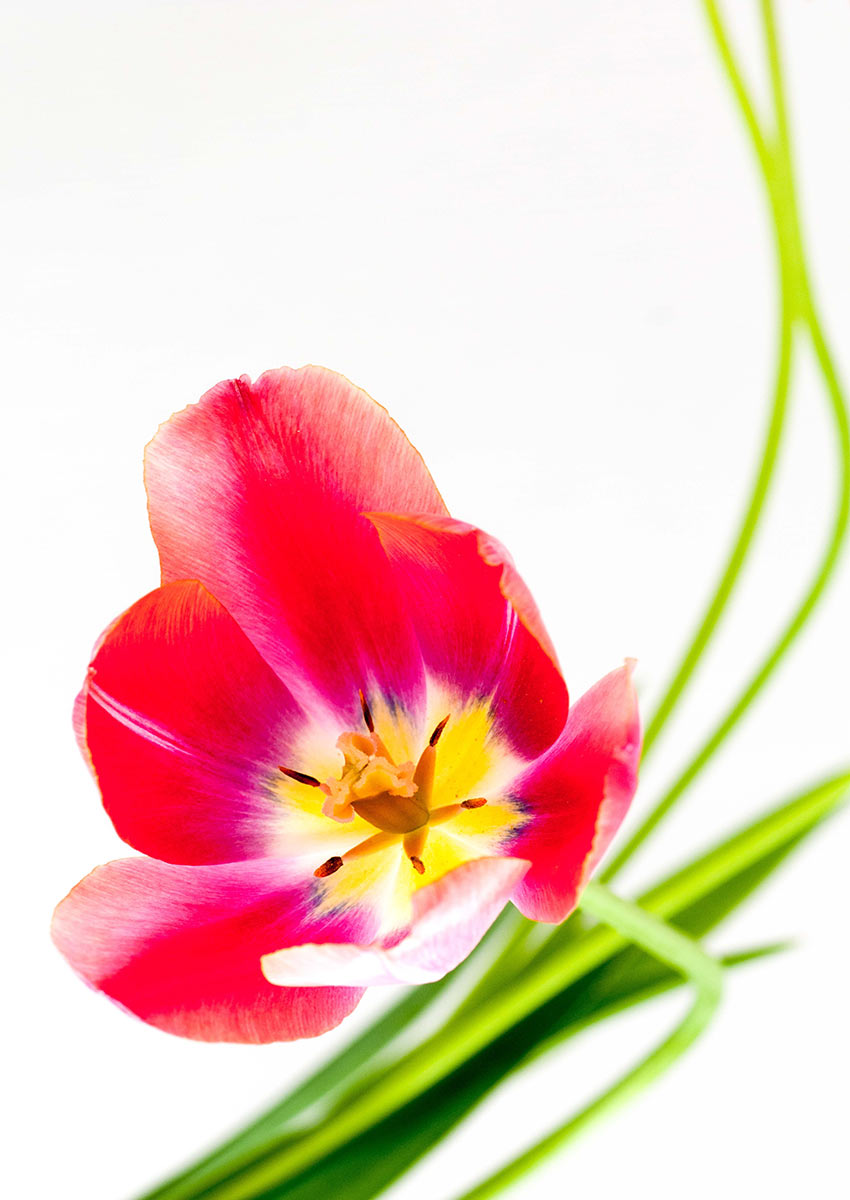 2013-07-zz12_02_tulpen-3_uz_17 Serie: Tulpen (Foto: Ute Zohles)