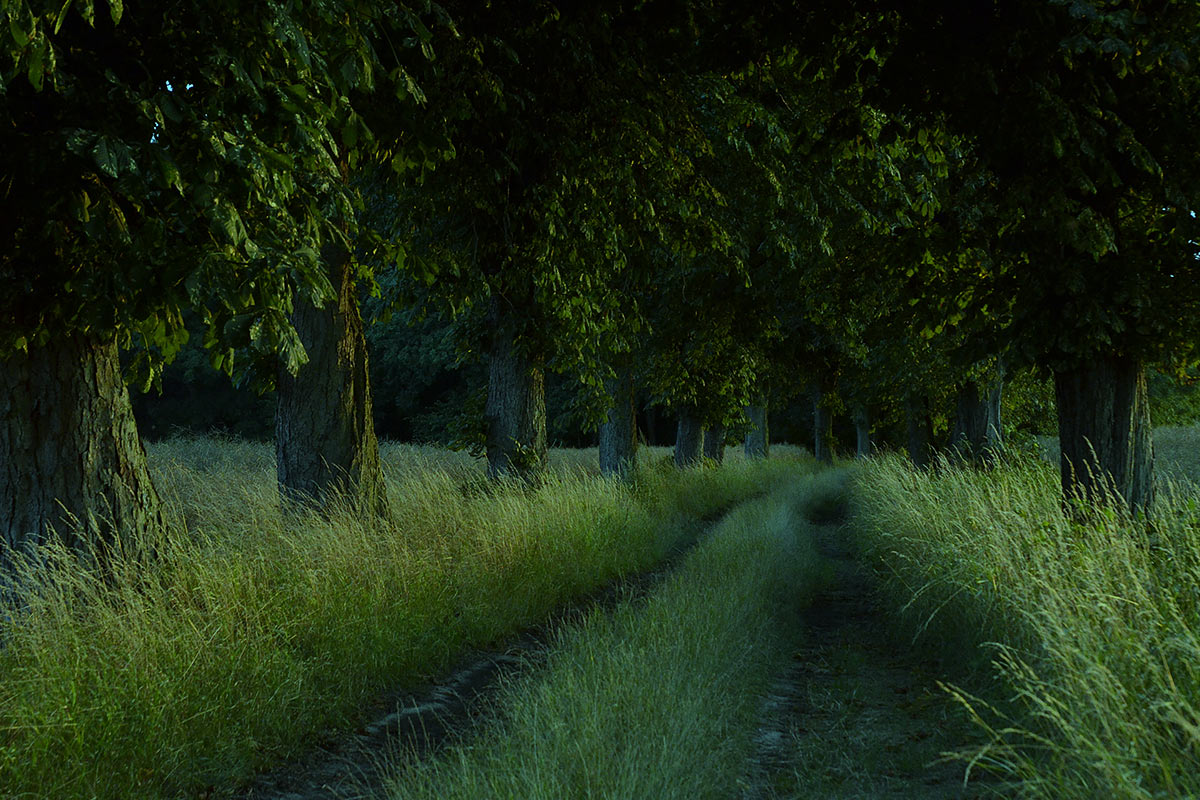 Allee (Foto: Günter Giese)