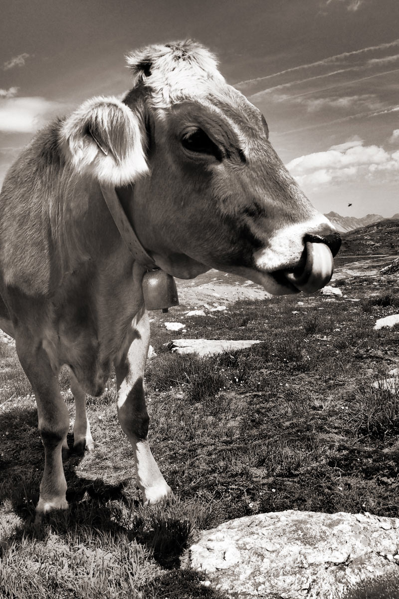Almrausch (Foto: Andreas Kuhrt)
