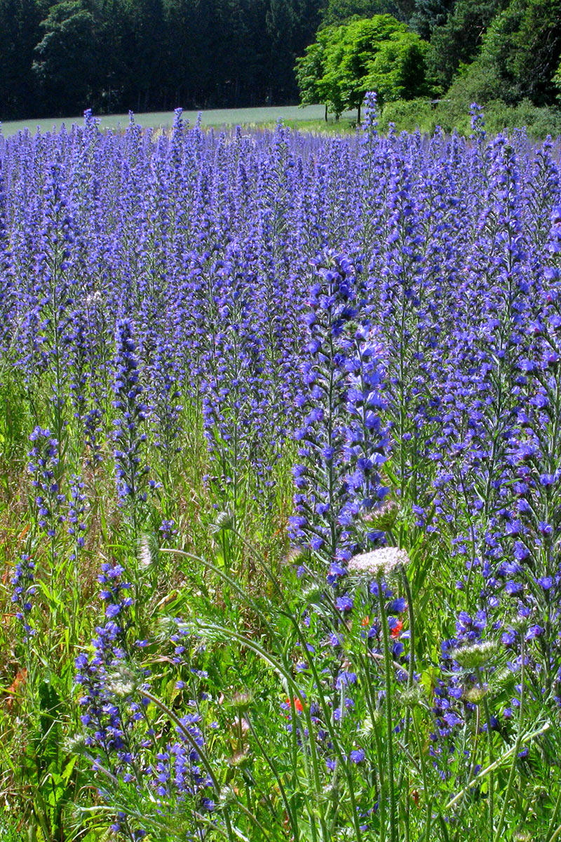 Blauer Drachen (Foto: Peter Maximilian Schmidt)