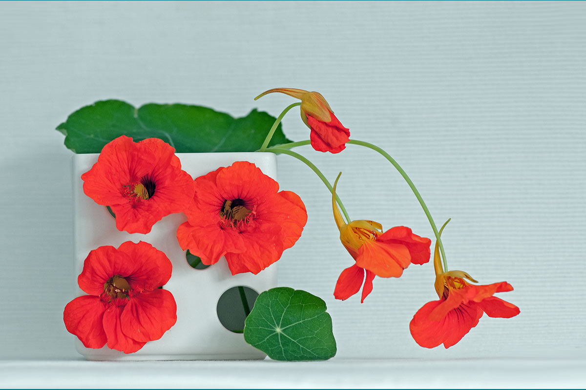 Kapuzinerkresse (Foto: Ute Zohles)