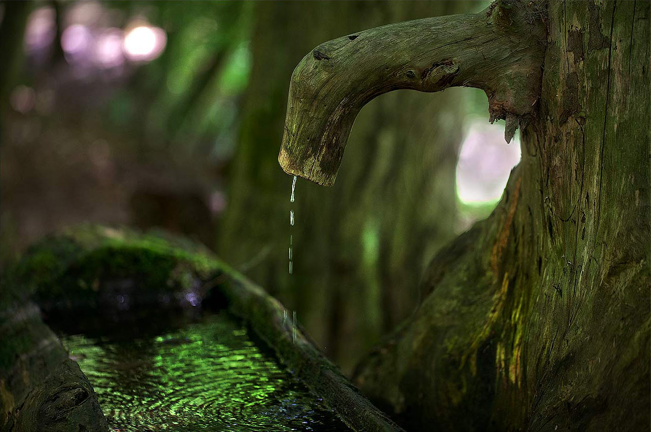 Märchenwald (Foto: Frank Hausdörfer)