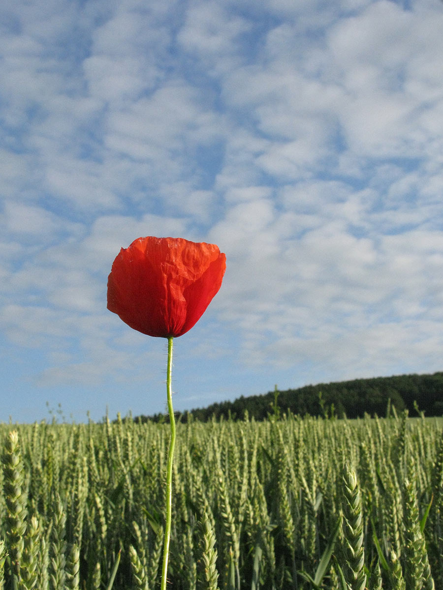 Mohn (Foto: Peter Maximilian Schmidt)