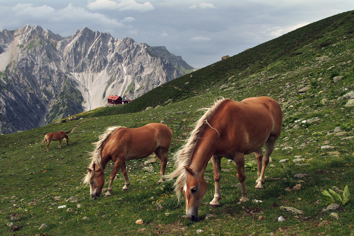 Pferdeparadies im Verwall (Foto: Andreas Kuhrt)
