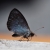 Schmetterling (Foto: Manuela Hahnebach)
