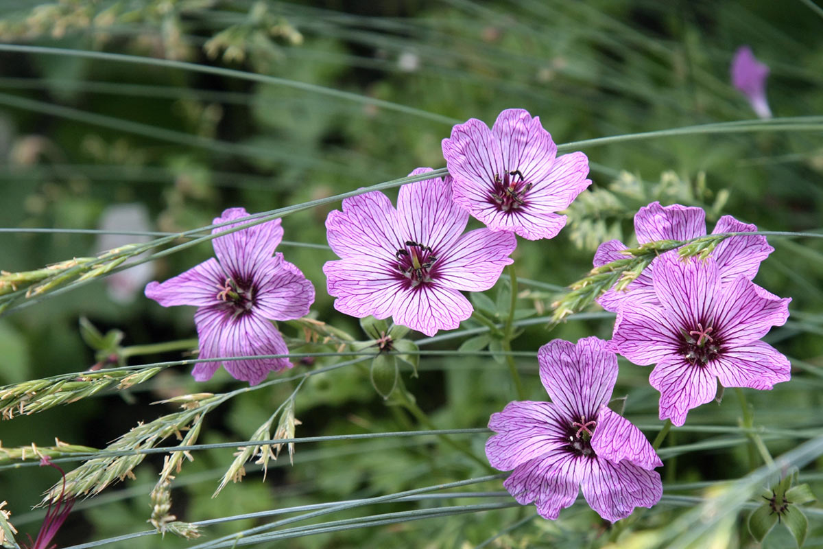 Storchschnabel (Foto: Peter Maximilian Schmidt)