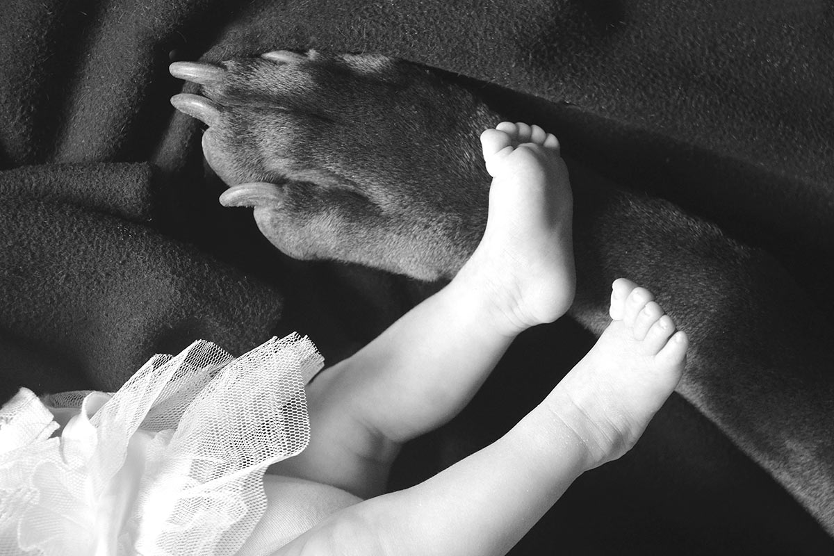 Tatzen (Foto: Günter Giese)